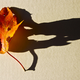 Illustration for article titled Shooting Challenge Fall Leaves Gallery 9